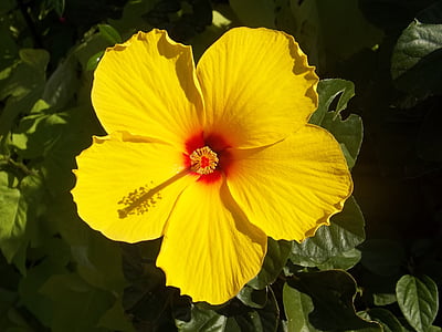petaled, ziedi, Hibiscus, dzeltena, puķe, Hawaiian, ziedlapas