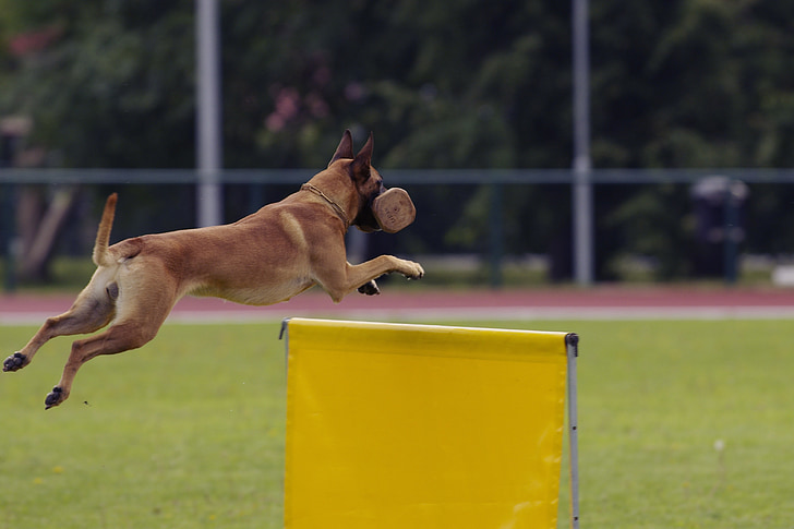 สุนัข, malinois, คนเลี้ยงแกะที่เบลเยียม, การแข่งขัน, นำมากกว่ารั้วกระโดดข้ามตัว