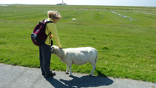 Mar do Norte, mar de Wadden, mundo animal, natureza, Parque Nacional, património natural, ovelhas