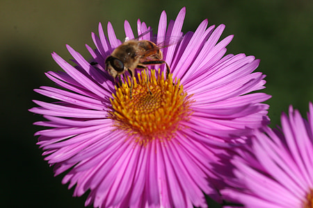 Marcinek, Biene, Rest, Insekt, Natur, Blume, Bestäubung