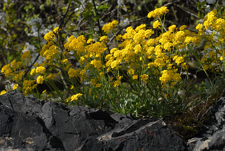 spring, flowers, wild, crag