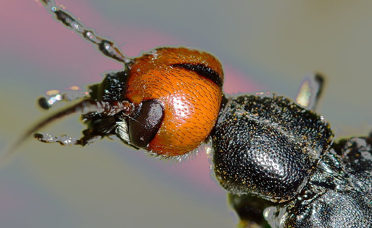 Escarabajo de la, Closeup, cabeza, insectos, imágenes de dominio público, insectos, naturaleza