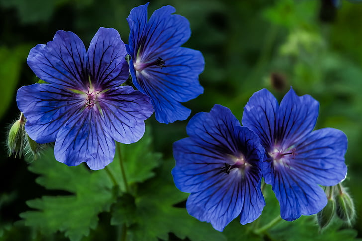 φυτά, Γεράνι, μπλε, φύση, λουλούδι, άνθος, άνθιση