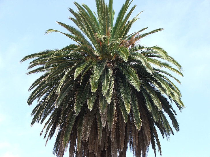 arbre, Palma, palmeres, fulles, fulls de Palma, verd, plantes