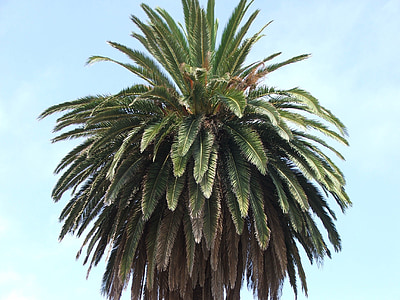 copac, Palm, palmieri, frunze, frunze de palmier, verde, plante