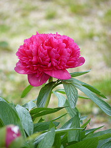 peony, red flower, garden, nature, plant, red, flower