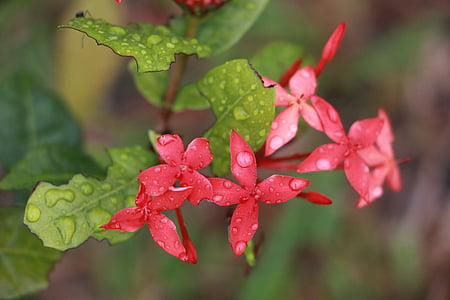 flower, ixora, nature, floral, water drops