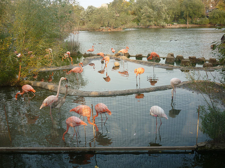 플라밍고, 동물원, 연못, 핑크 플라밍고, 자연, 동물, 새