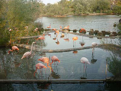 Flamingo, Zoo, lampi, vaaleanpunainen flamingo, Luonto, eläimet, lintu