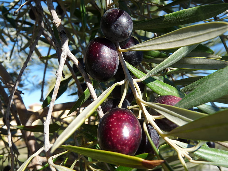 Baum, Obst, Olive, Olivier, Natur, Obstgarten-Blätter, schwarze Oliven