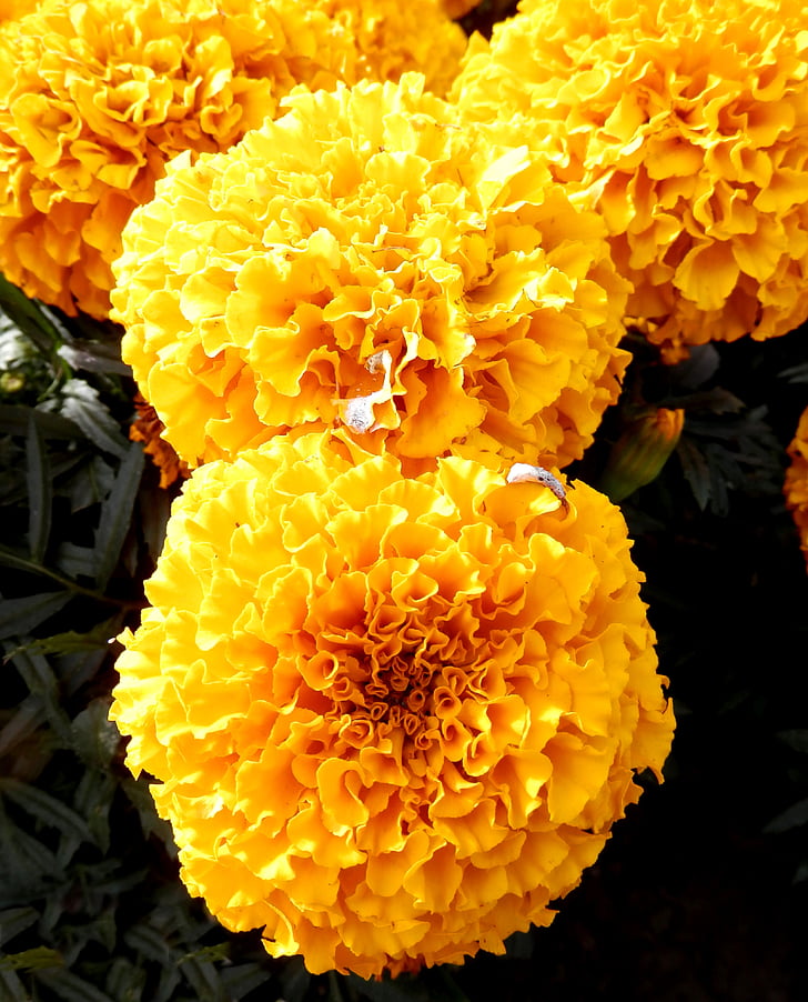 Chrysanthemum, gul, blomst, natur, blomst hode, anlegget, petal