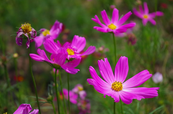 campos de gramíneas, Margarida, flores roxas, planta do universo