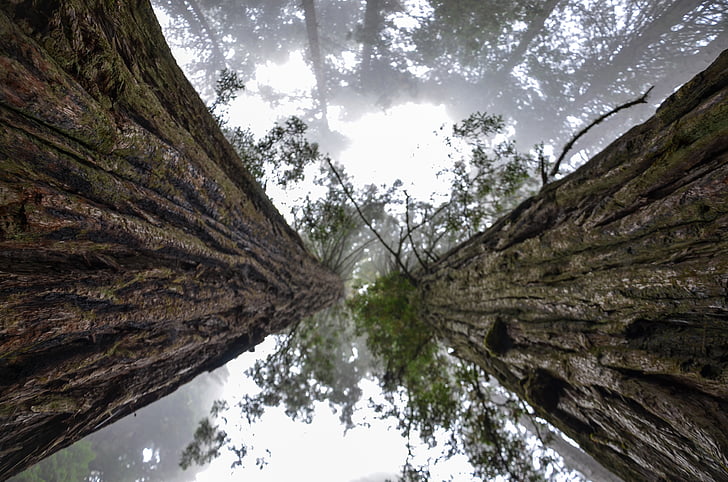 USA, Amerika, Kalifornien, sequoia träd, Ladybird johnson grove, Redwood nationalpark, naturen