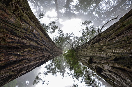 ZDA, Amerika, California, Sequoia dreves, pikapolonica johnson grove, Redwood nacionalni park, narave