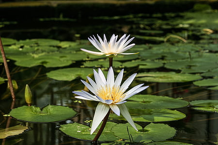 Lili air putih, Nymphaea micrantha, lily air, bunga, tanaman, Flora, Taman