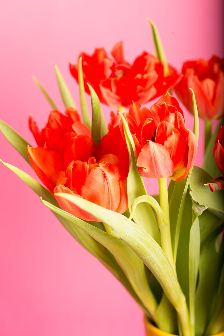 cvet, Tulipan, šopek, rdeča, Velikonočni, narave, pomlad