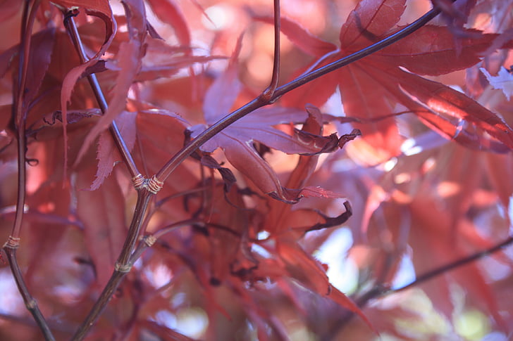 leaves, leaf, red, tree, summer, sunny