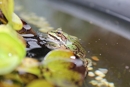 frog pond, frog, water frog, amphibian, animal, pond, garden pond