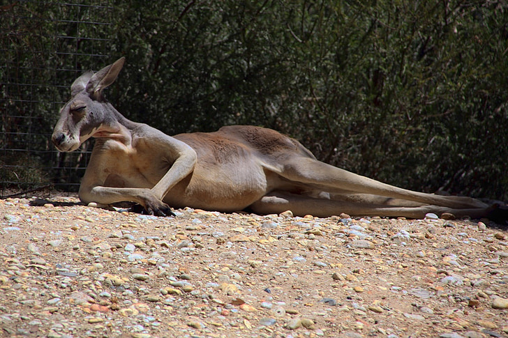 canguro, descanso, buscando, flora y fauna, Aussie, Parque zoológico, marsupial