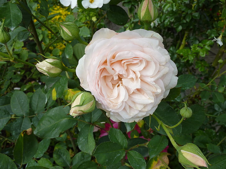 steg, Rosen blomstrer, Pink, hvid, bud, romantisk
