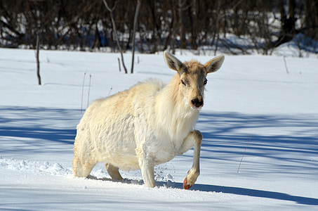 Elk, bela, prosto živeče živali, živali, divje, sesalec, narave