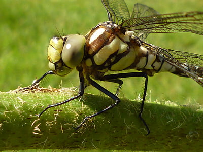 Dragonfly, insect, natuur, sluiten, dier, macrofotografie