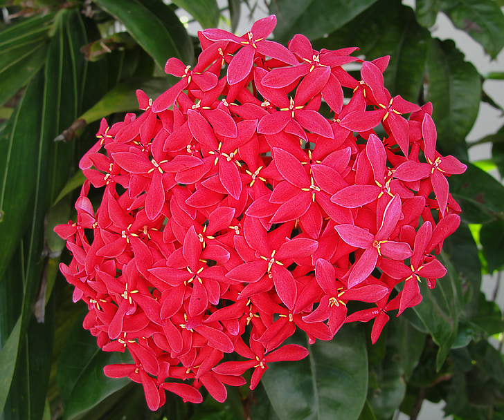 IXORA coccinea, Malteser Kreuz, Blumen, tropische Pflanze