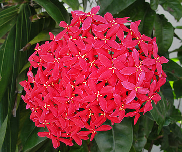 Ixora coccinea, Maltézský kříž, květiny, tropická rostlina