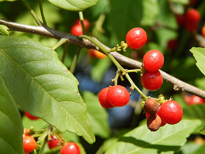 red fruits, wild fruits, red berries