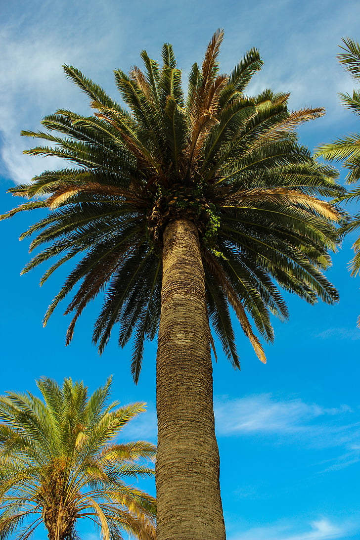 palm tree, tropical, summer, palm, plant