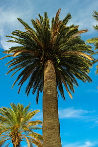 palmė, atogrąžų, vasaros, Palm, augalų