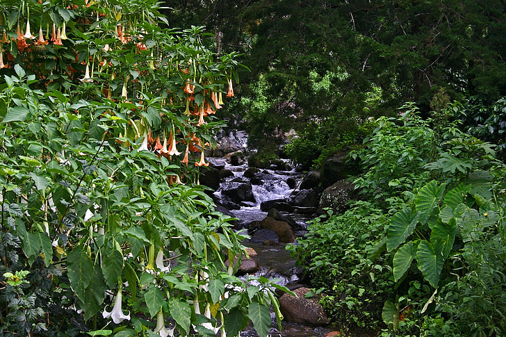 angel trumpet, angel's trumpet, trumpet plant, creek, brook, stream, lush foliage