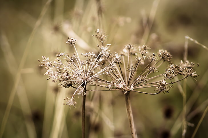 weeds, dry, plant, natural, nature, herb, dried