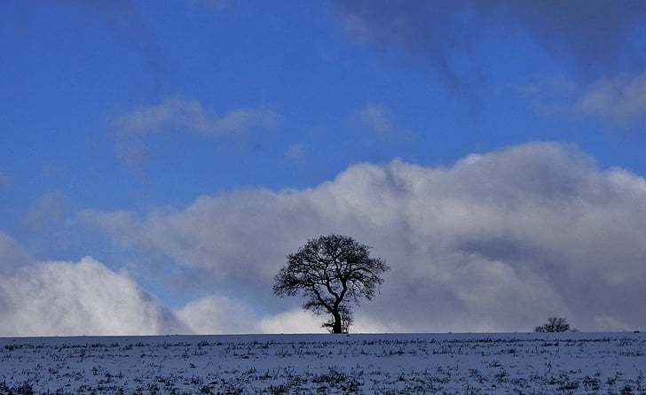 arbre, nature, hiver, paysage, silhouette, nuages, ciel bleu