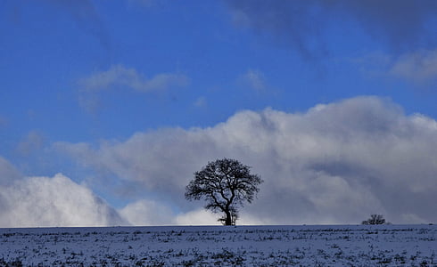 дерево, Природа, взимку, краєвид, силует, хмари, Синє небо