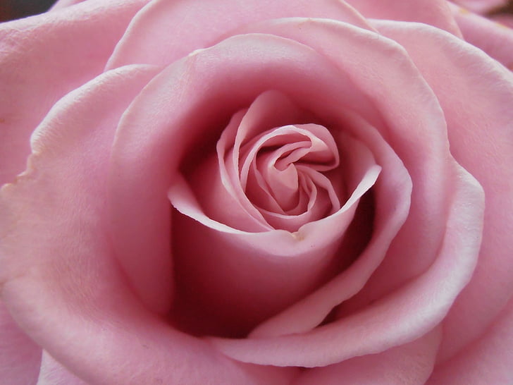 Hoa hồng, Yêu, màu hồng, lãng mạn, Ngày Valentine, Hoa, Hoa