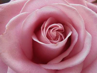 ökade, Kärlek, Rosa, romantiska, Valentine, blomma, blommig