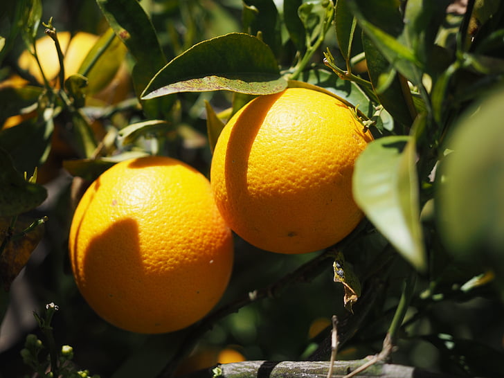 pomeranče, ovoce, pomerančovníku, citrusové plody, strom, listy, estetické
