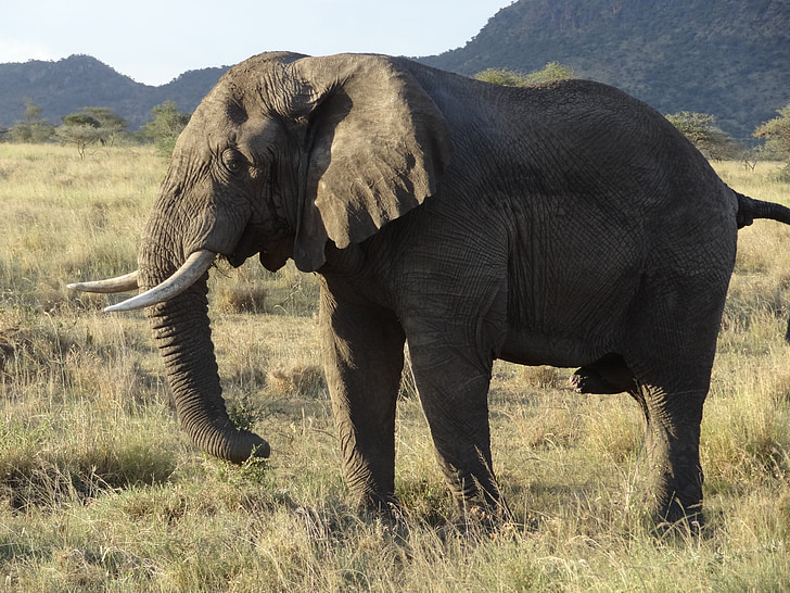 slon, Národný park Serengeti, západ slnka