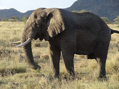 elefante, Serengeti, pôr do sol
