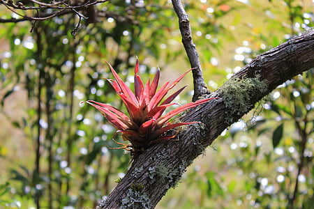 planta, naturaleza, tribu, color rojizo, Colombia, parásito, árbol