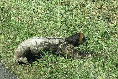 bicho-preguiça, preguiçoso, animal selvagem, Guiana, atravessar a estrada