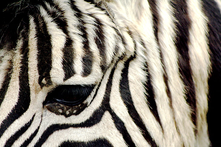 Zebra, Zoo, Antwerpen, rayé