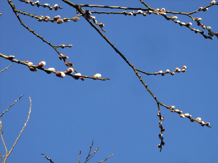 pussy willow, spring, blue, sky, branches