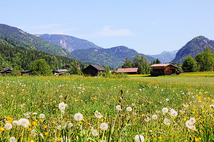austria, dandelion, mountains, meadow, panorama, spring, landscape