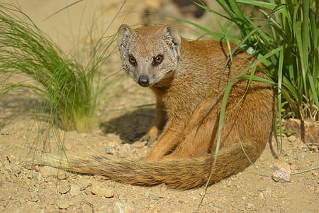 gul mongoose, Cynictis penicillata, Afrika, pattedyr, liten, pels, rovdyr