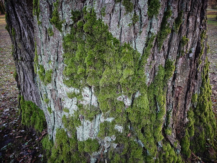 kôra, Moss, strom, faktúry