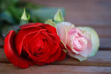 rozen, bloem, rood, roze, Floral, cadeau, romantiek