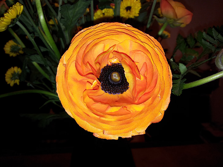 fleur, nature, orange
