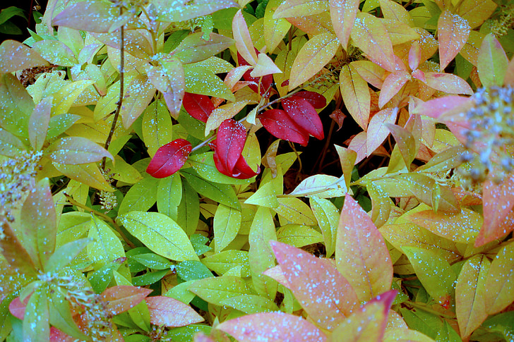 blade, efterår, efterårsfarver, november, natur, falder